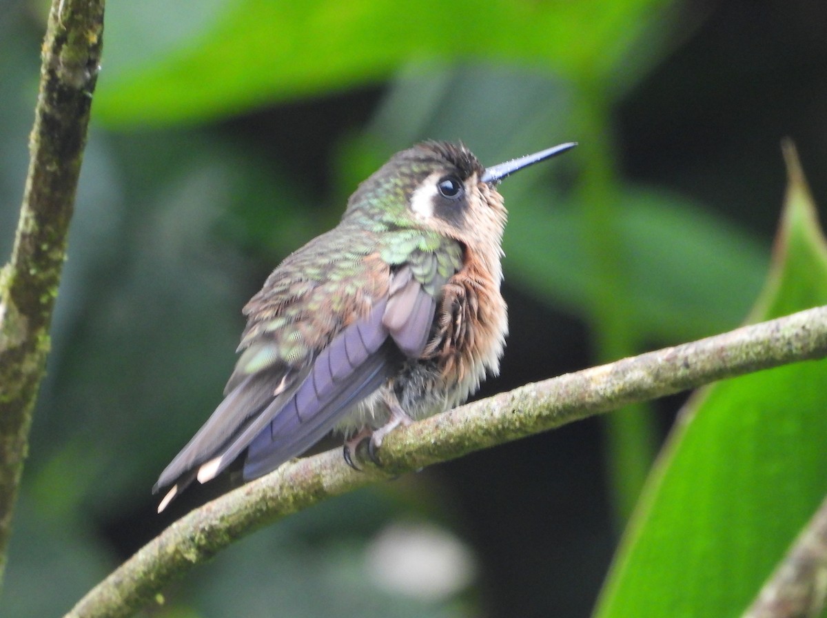 Speckled Hummingbird - ML616914826