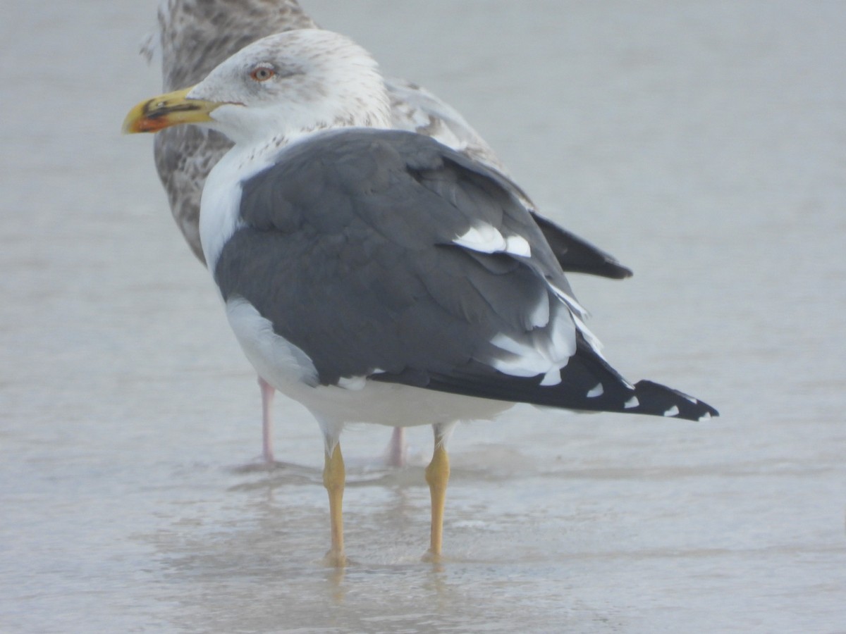 Lesser Black-backed Gull - ML616914838