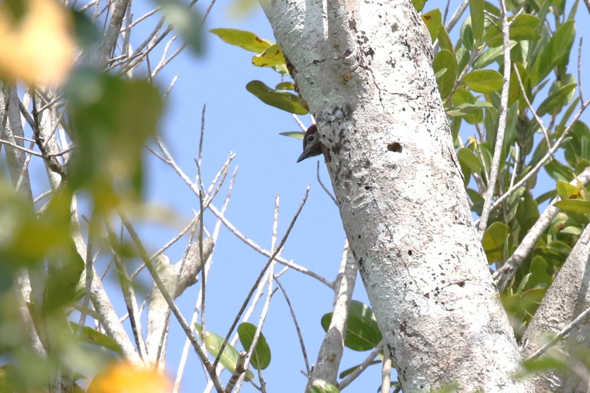 Golden-olive Woodpecker - ML616914884