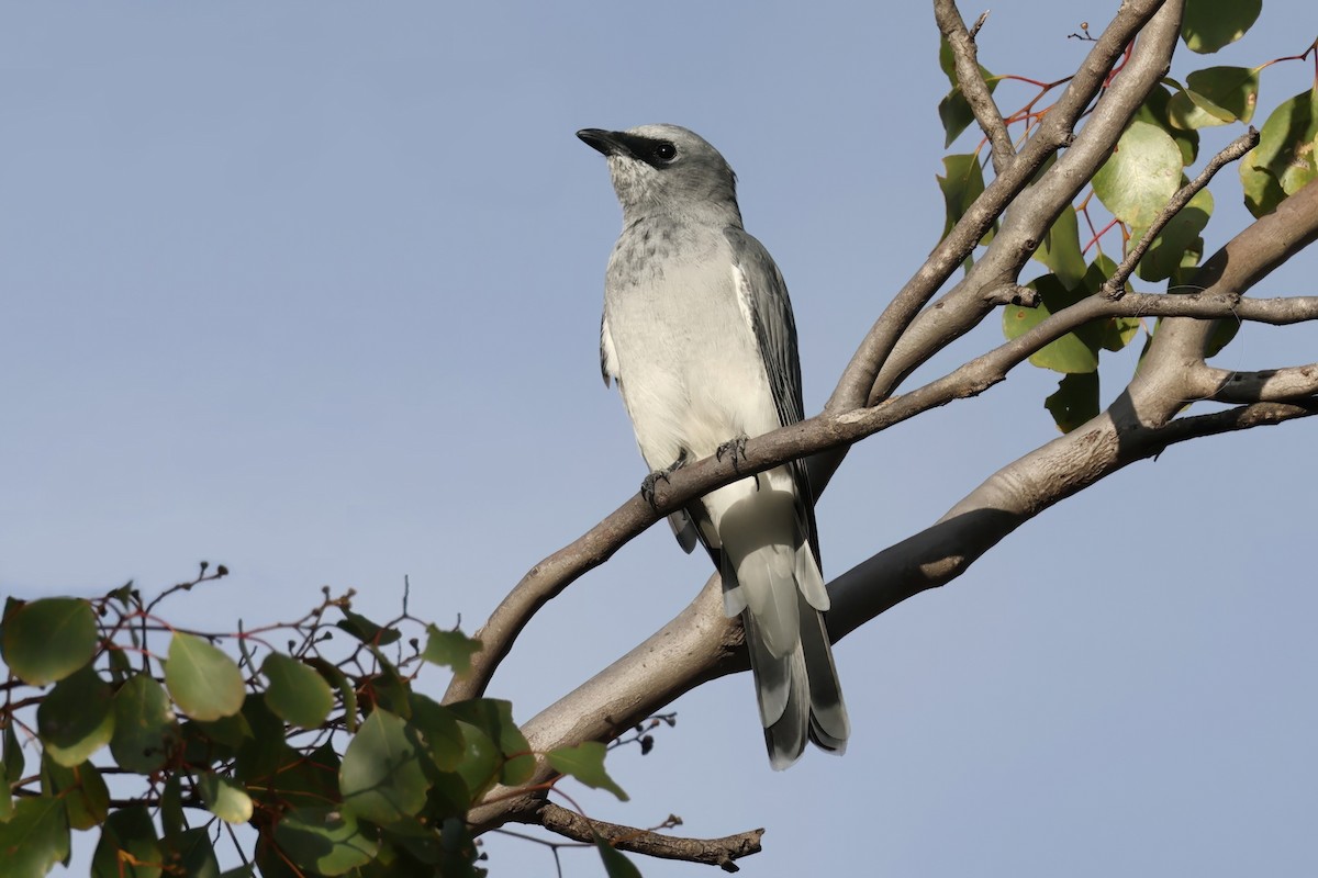 White-bellied Cuckooshrike - ML616914888