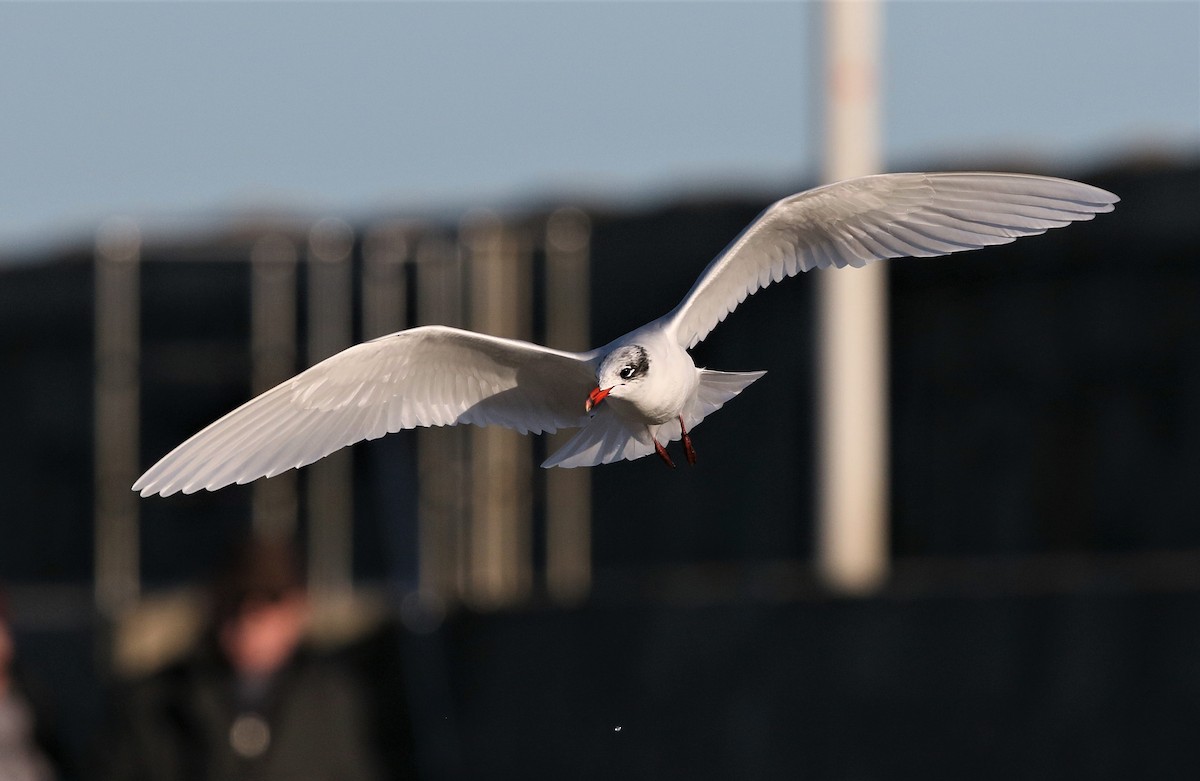 Gaviota Cabecinegra - ML616914902