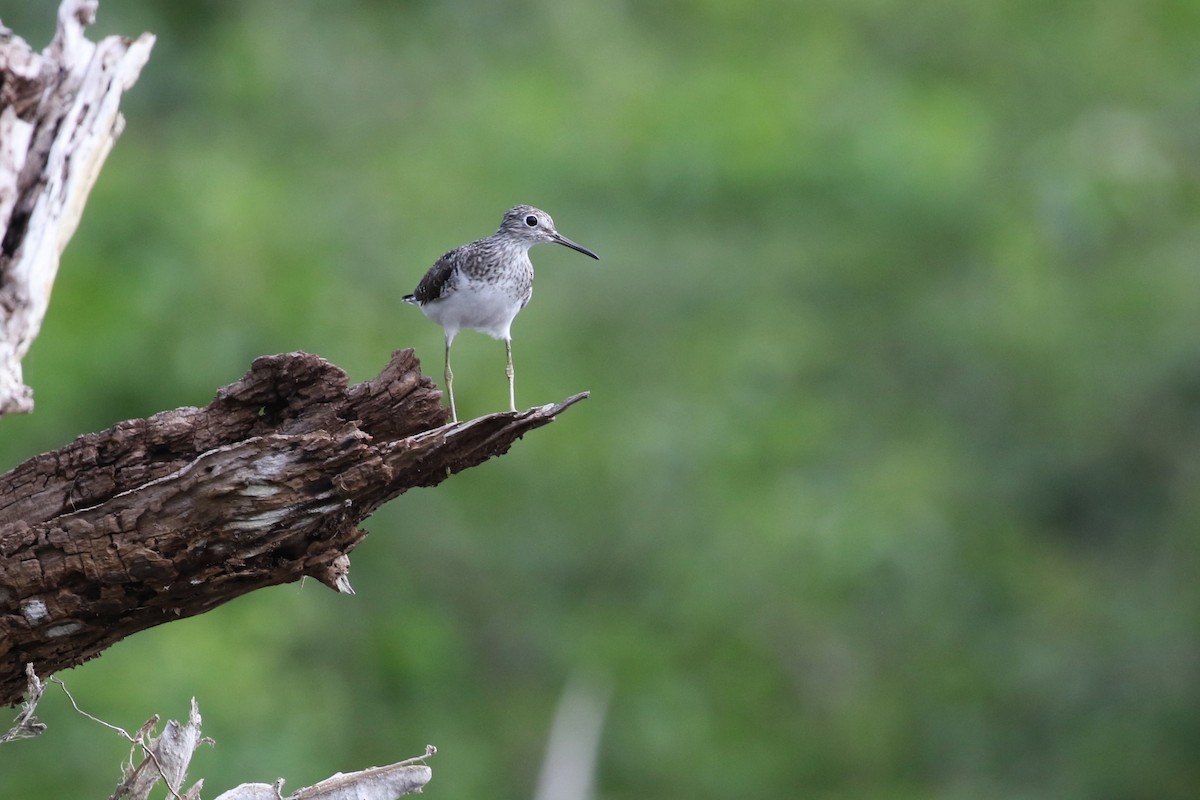 Solitary Sandpiper - ML616914906