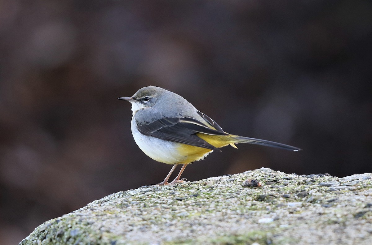 Gray Wagtail - Mark Stanley