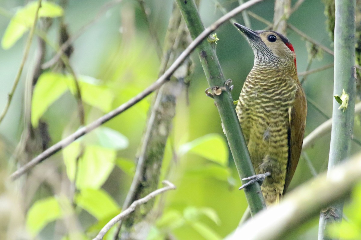 Golden-olive Woodpecker - ML616914988