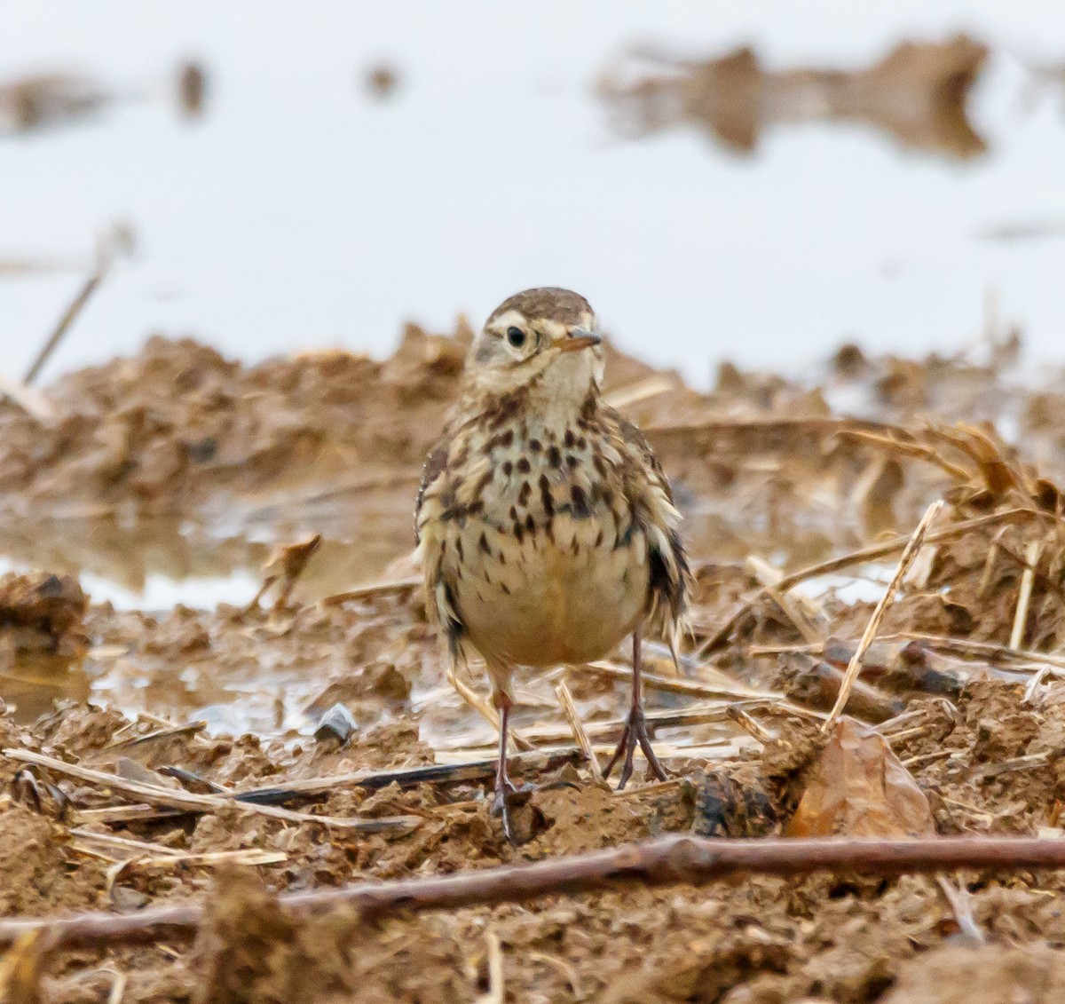 American Pipit - ML616914999