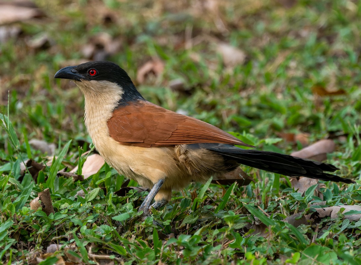 Senegal Coucal - ML616915016