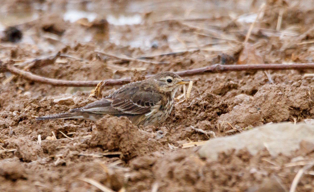 American Pipit - ML616915040