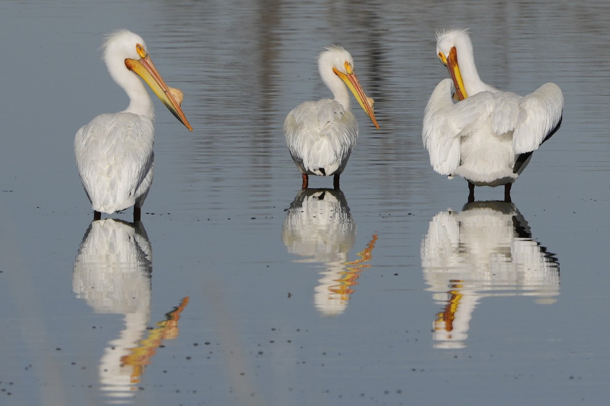 American White Pelican - Steve Hebert