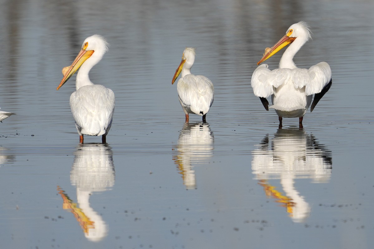 American White Pelican - ML616915079