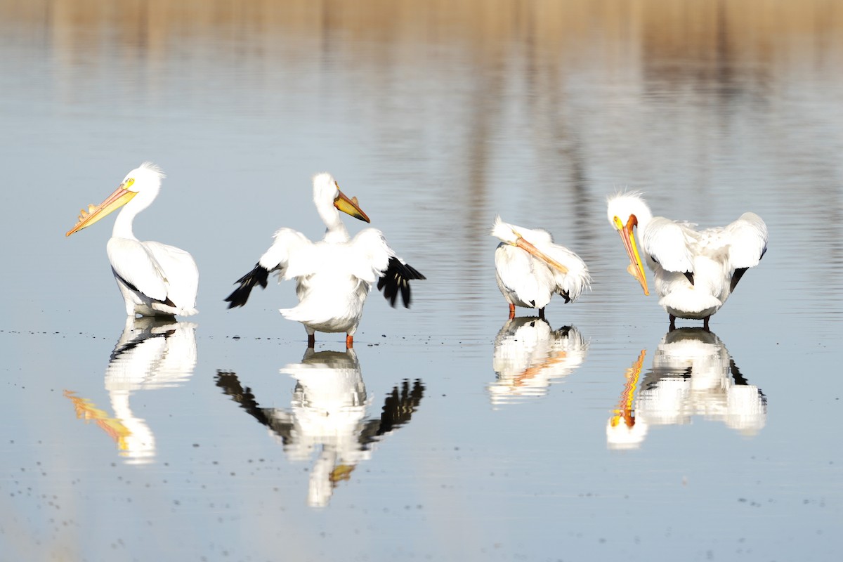 American White Pelican - ML616915080