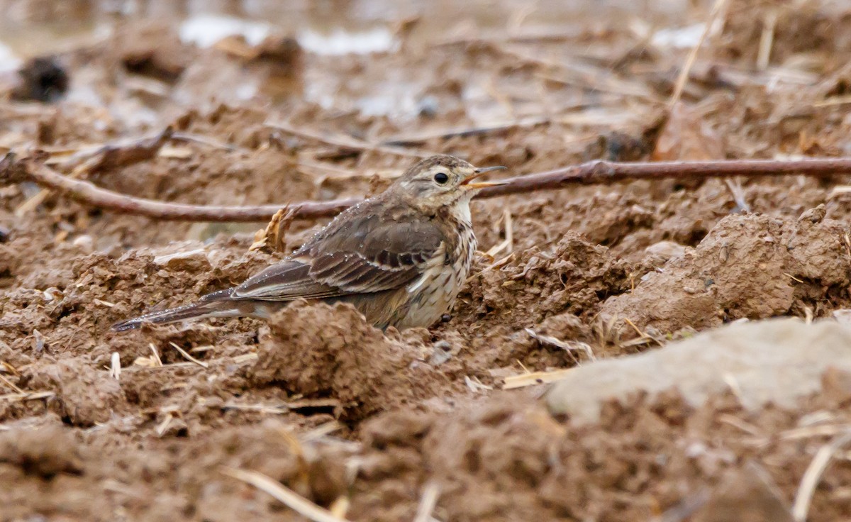 American Pipit - ML616915087