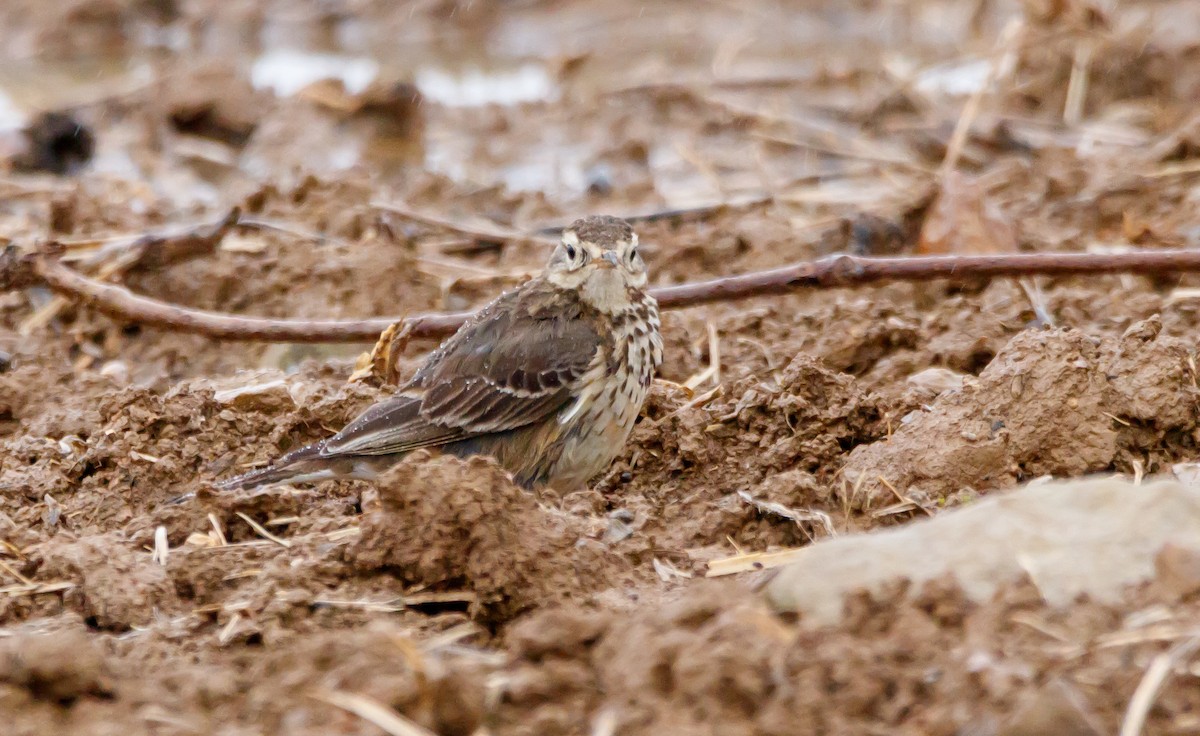 American Pipit - ML616915096
