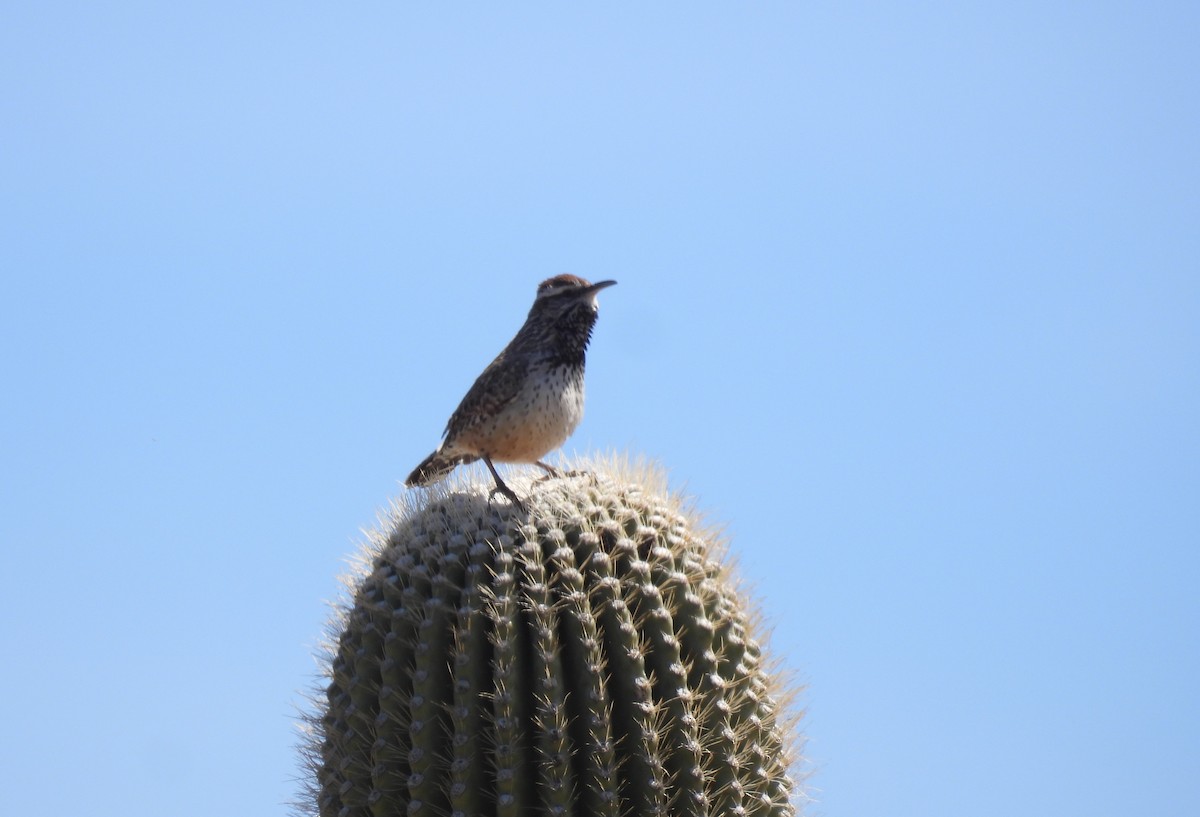 Cactus Wren - ML616915120