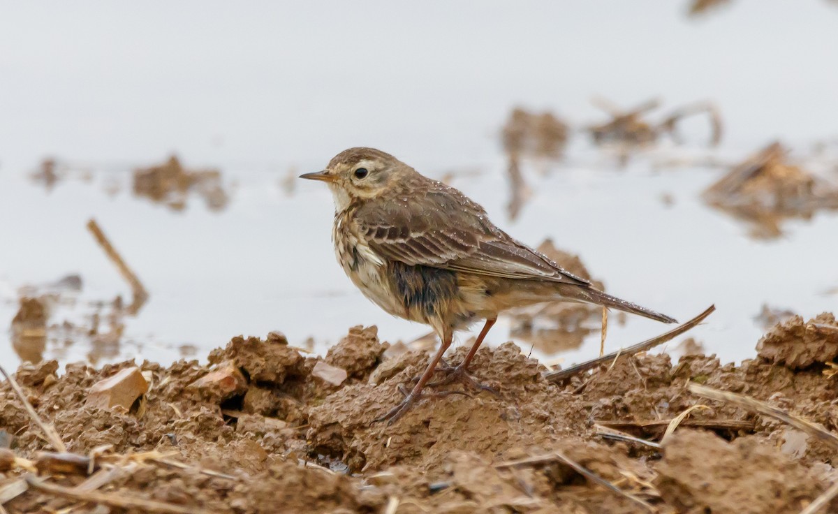 American Pipit - ML616915121