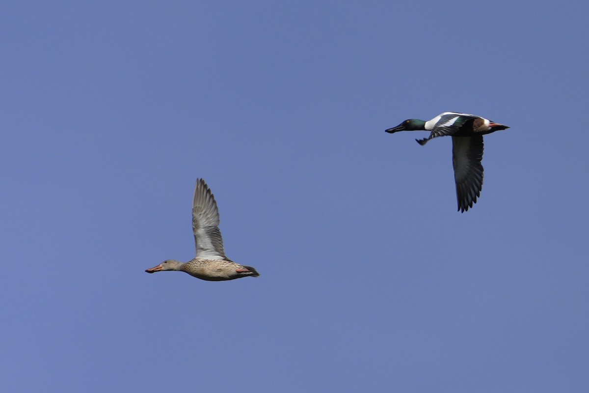 Northern Shoveler - Steve Hebert