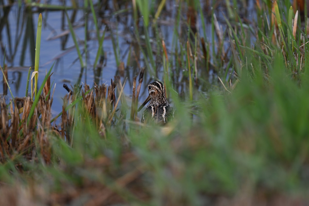 Wilson's Snipe - ML616915198