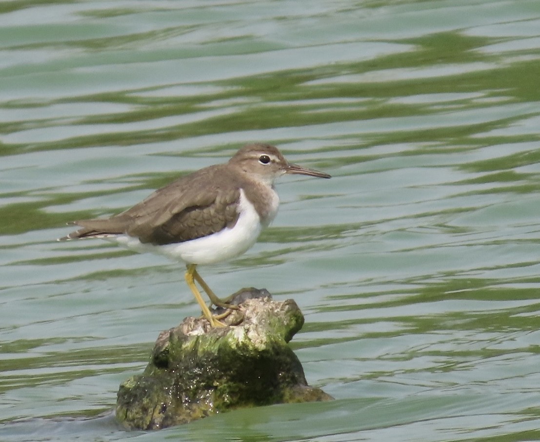 Spotted Sandpiper - ML616915200