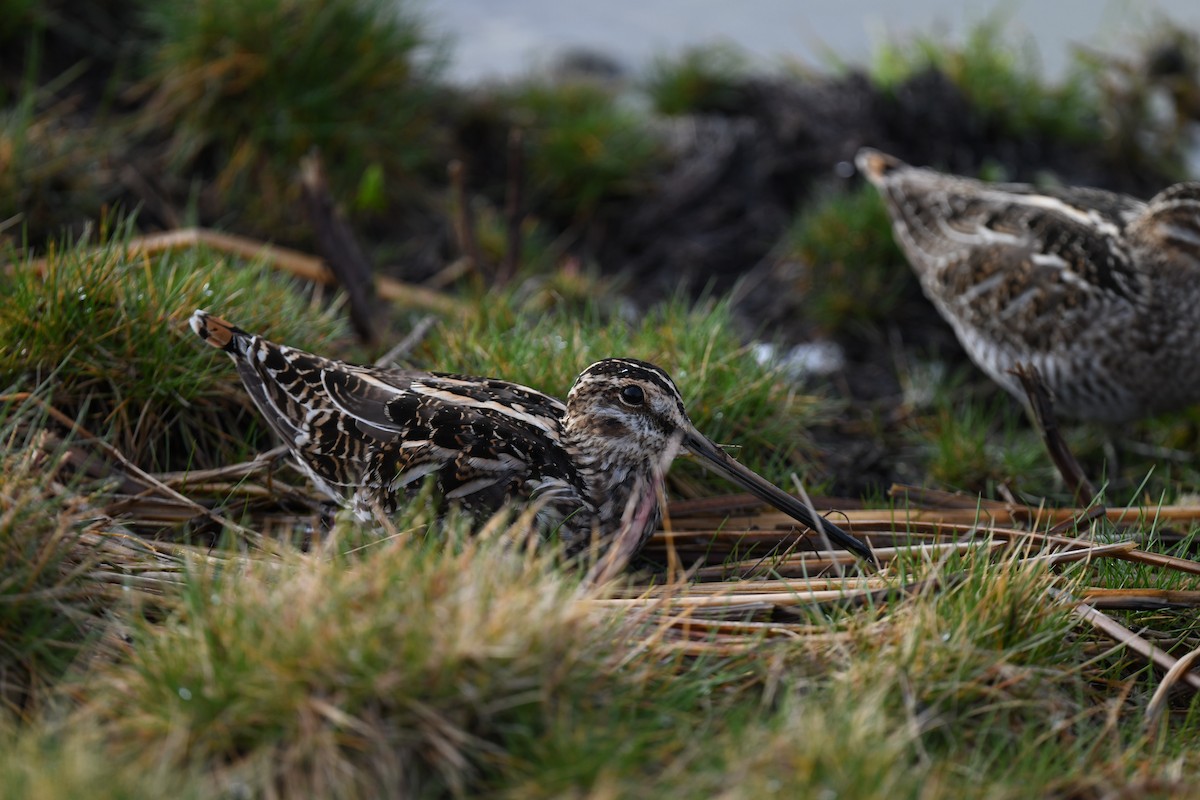 Wilson's Snipe - ML616915212