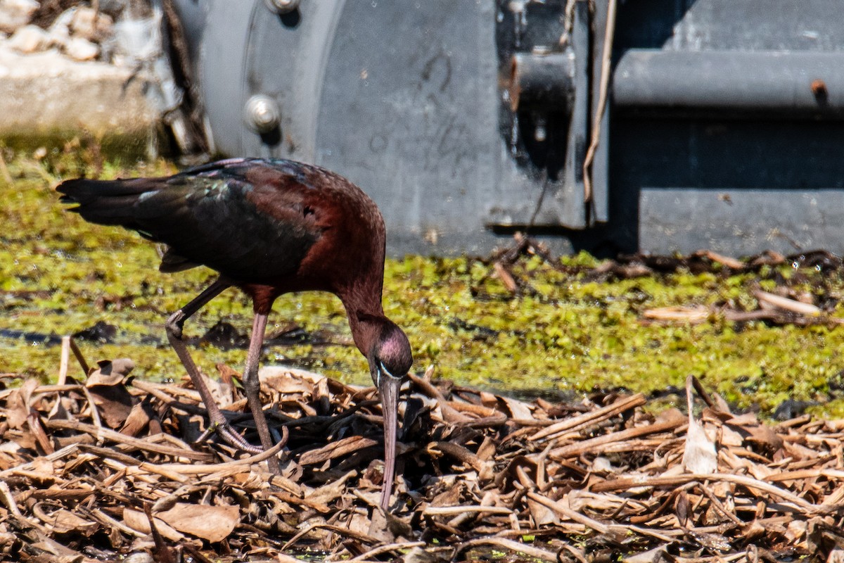 ibis hnědý - ML616915214