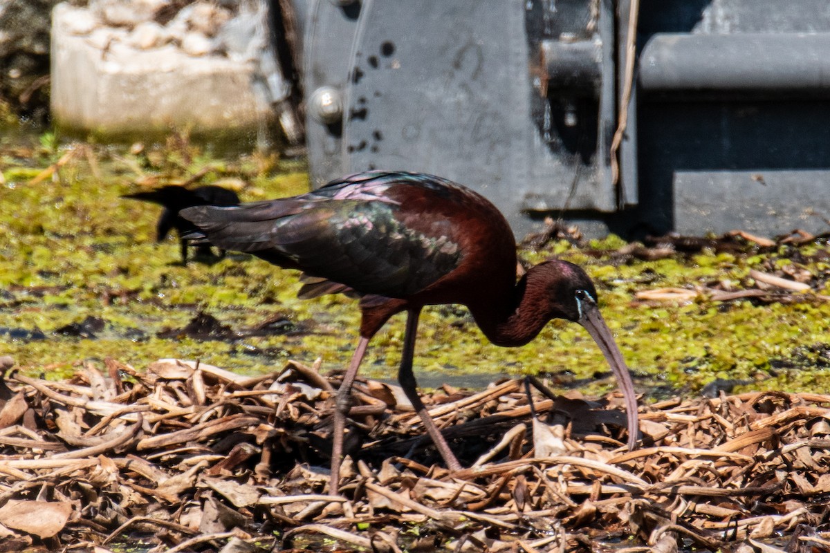 ibis hnědý - ML616915215