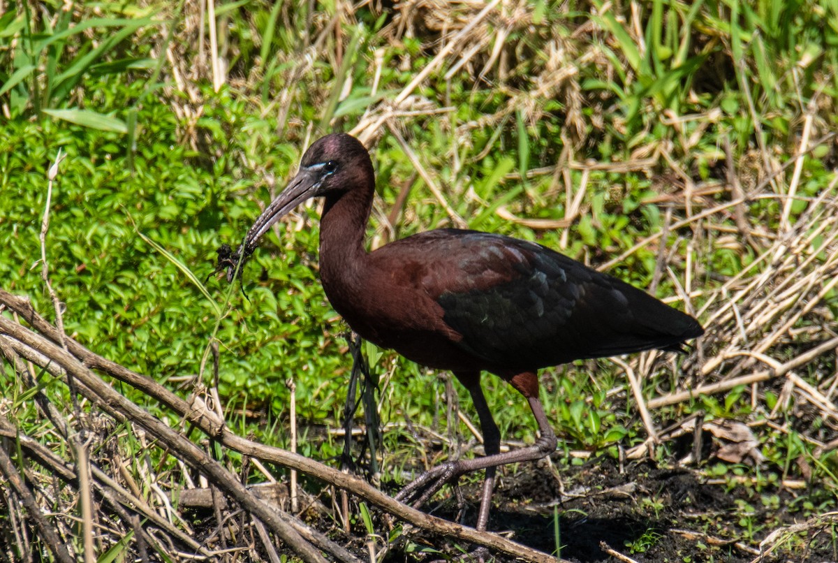 ibis hnědý - ML616915216