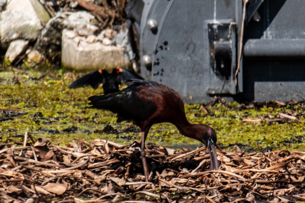 ibis hnědý - ML616915217