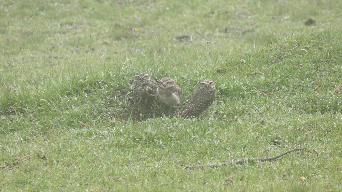 Burrowing Owl - ML616915364