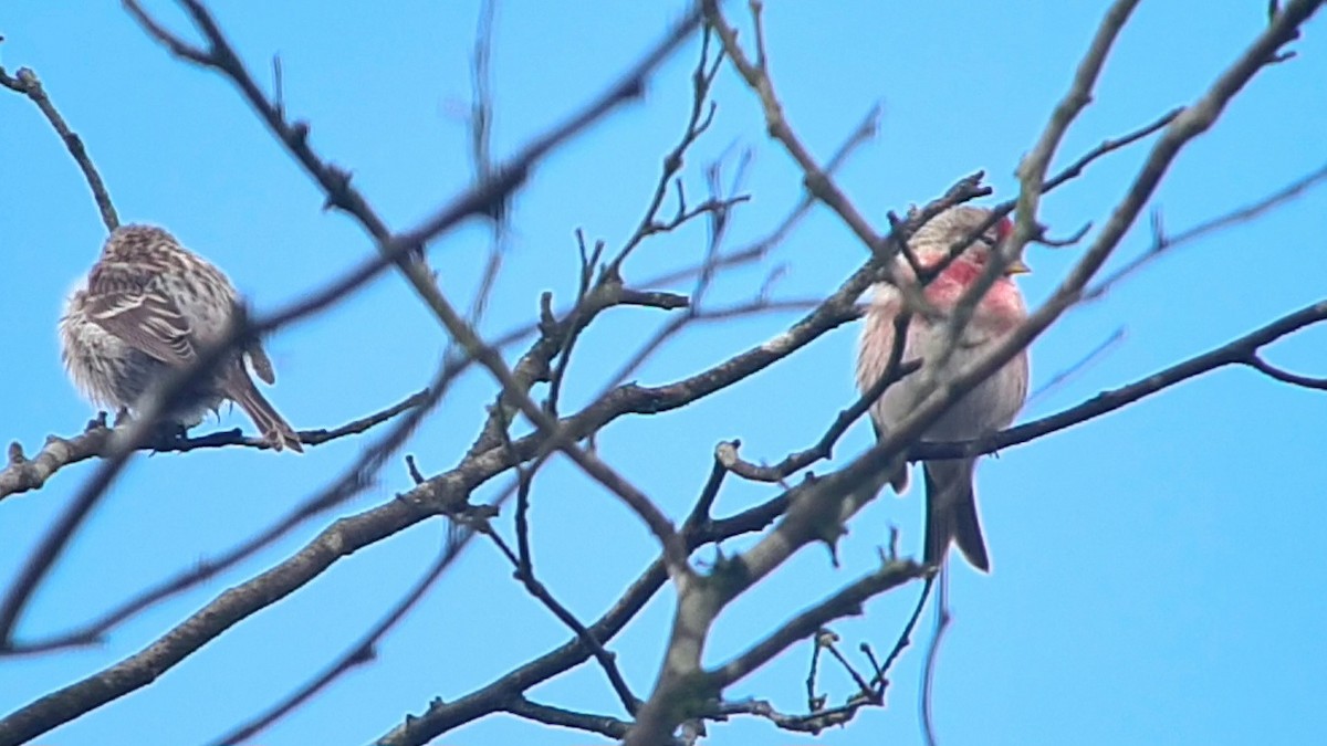 Common Redpoll - ML616915466