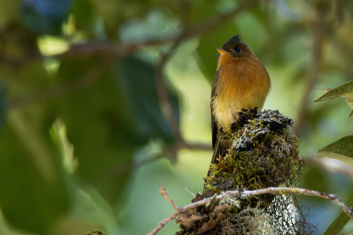 Tufted Flycatcher - ML616915475