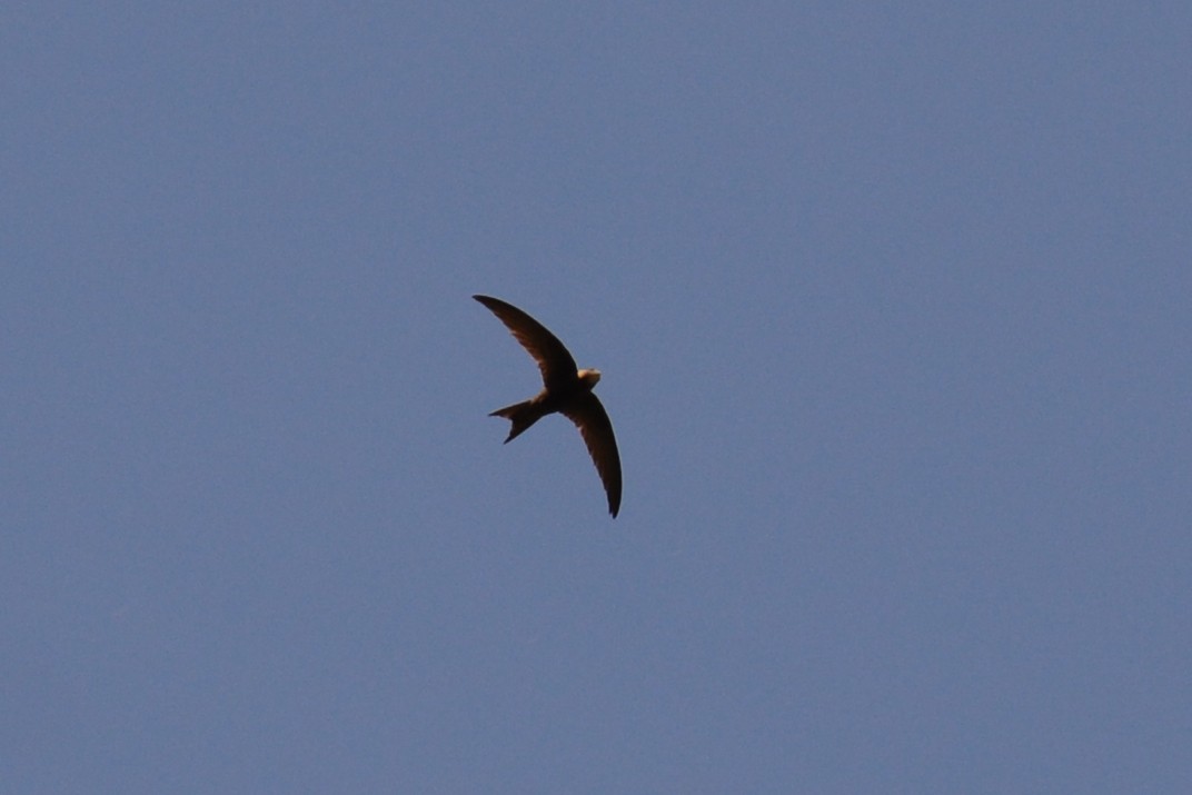 Common Swift - ML616915480