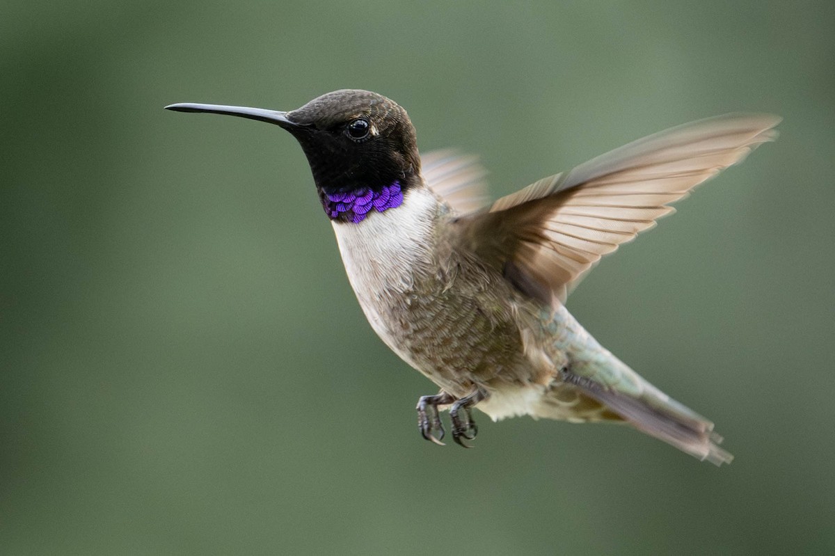 Black-chinned Hummingbird - Nancy Christensen