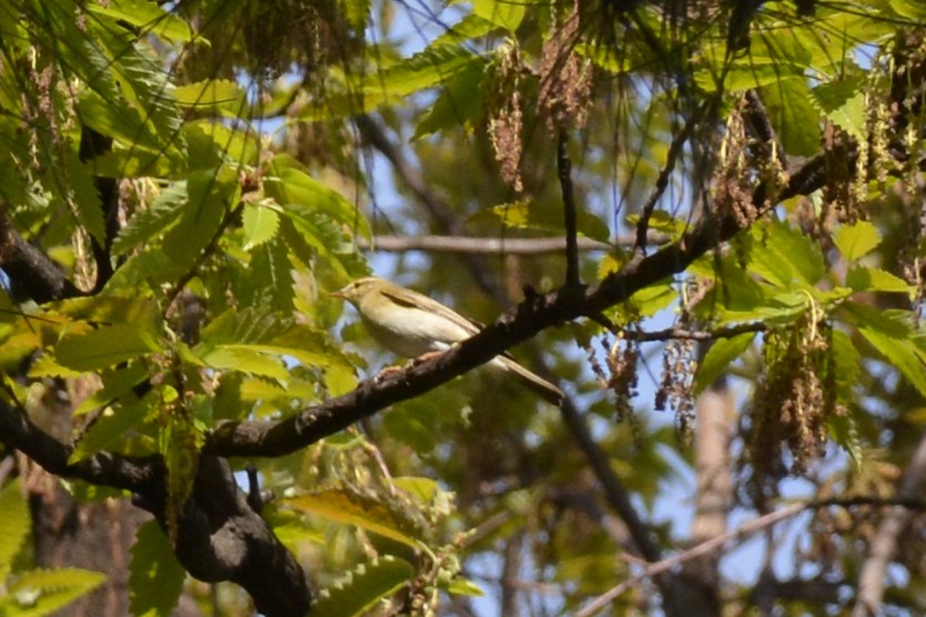 Willow Warbler - ML616915488