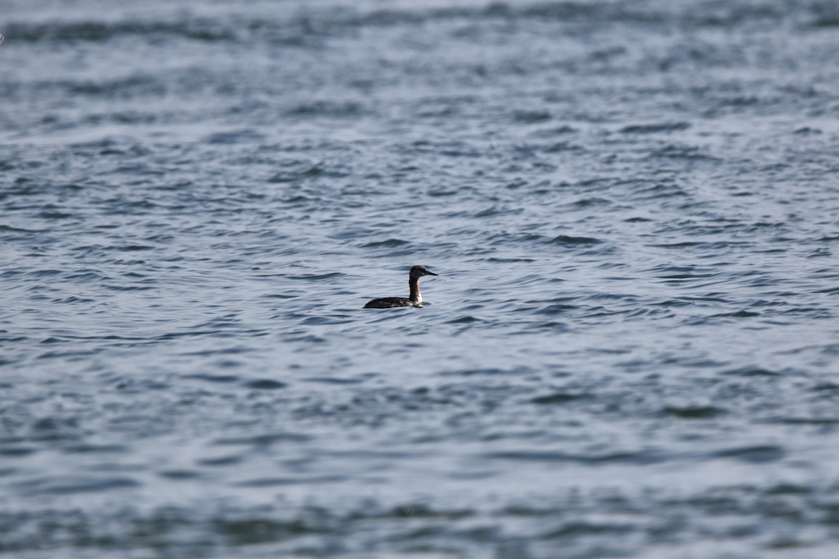 Red-necked Grebe - ML616915508