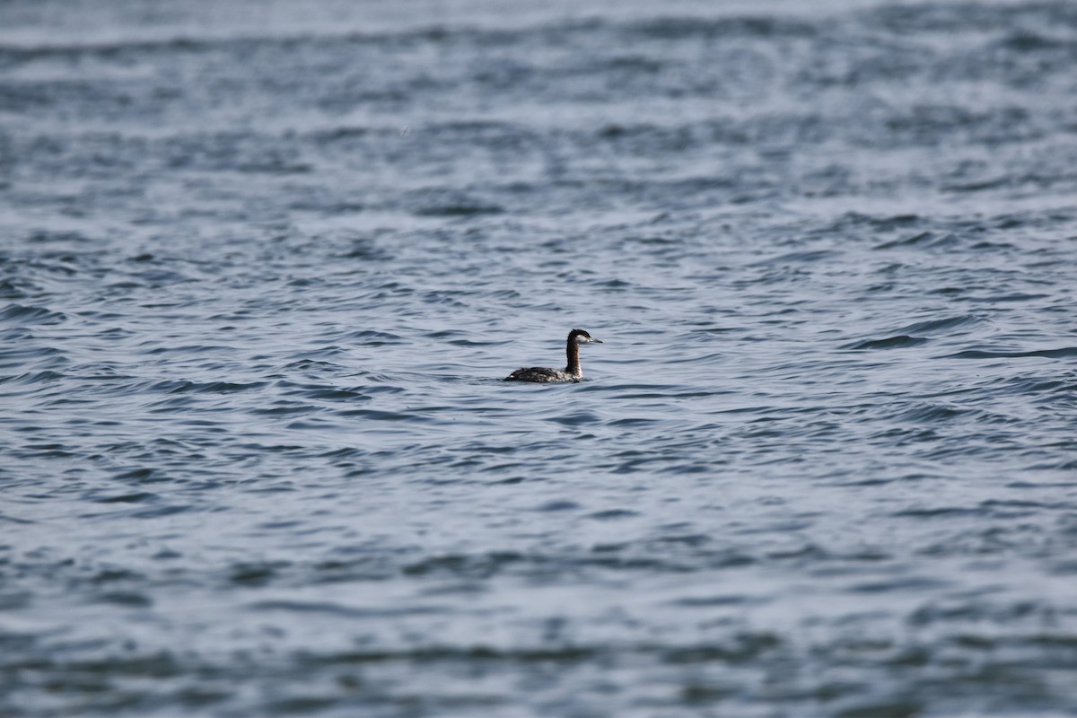 Red-necked Grebe - ML616915513