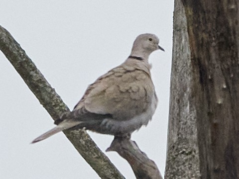 Eurasian Collared-Dove - ML616915519