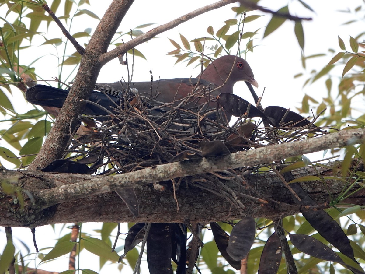 Red-billed Pigeon - ML616915567