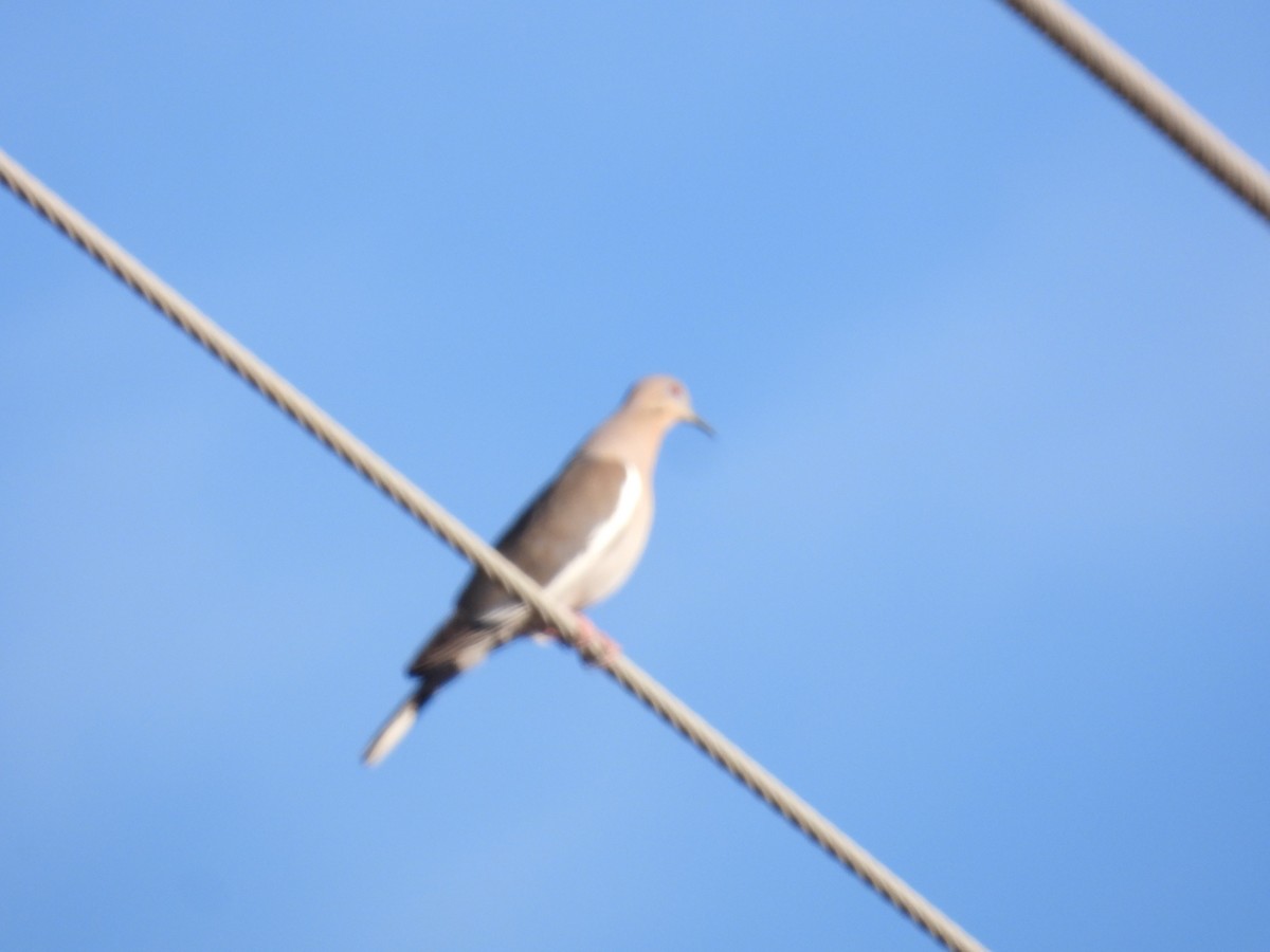 White-winged Dove - ML616915569