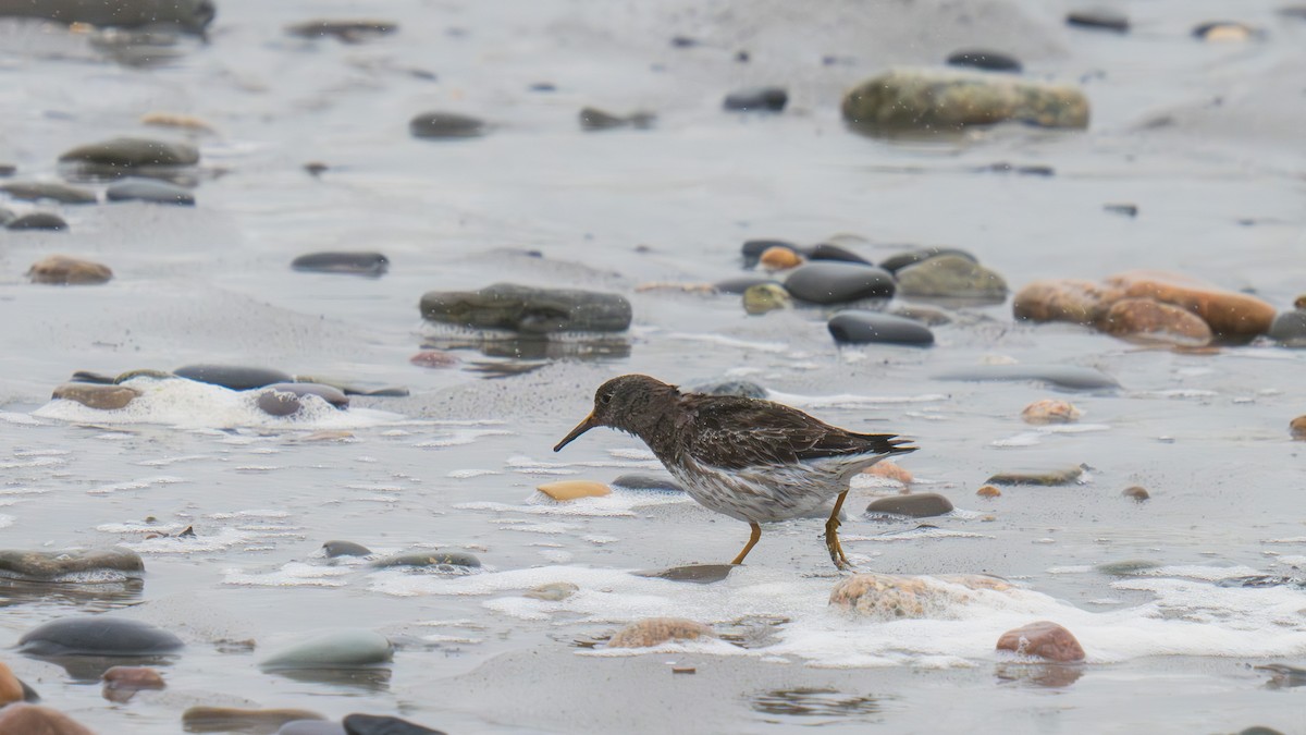 Purple Sandpiper - jon jacobik