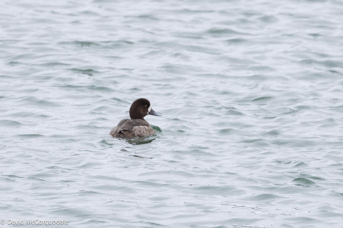 Greater Scaup - ML616915590