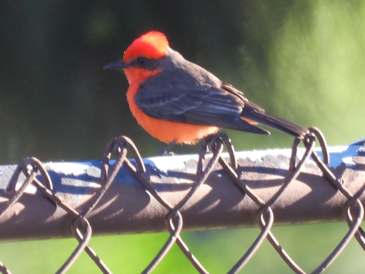 Vermilion Flycatcher - ML616915598