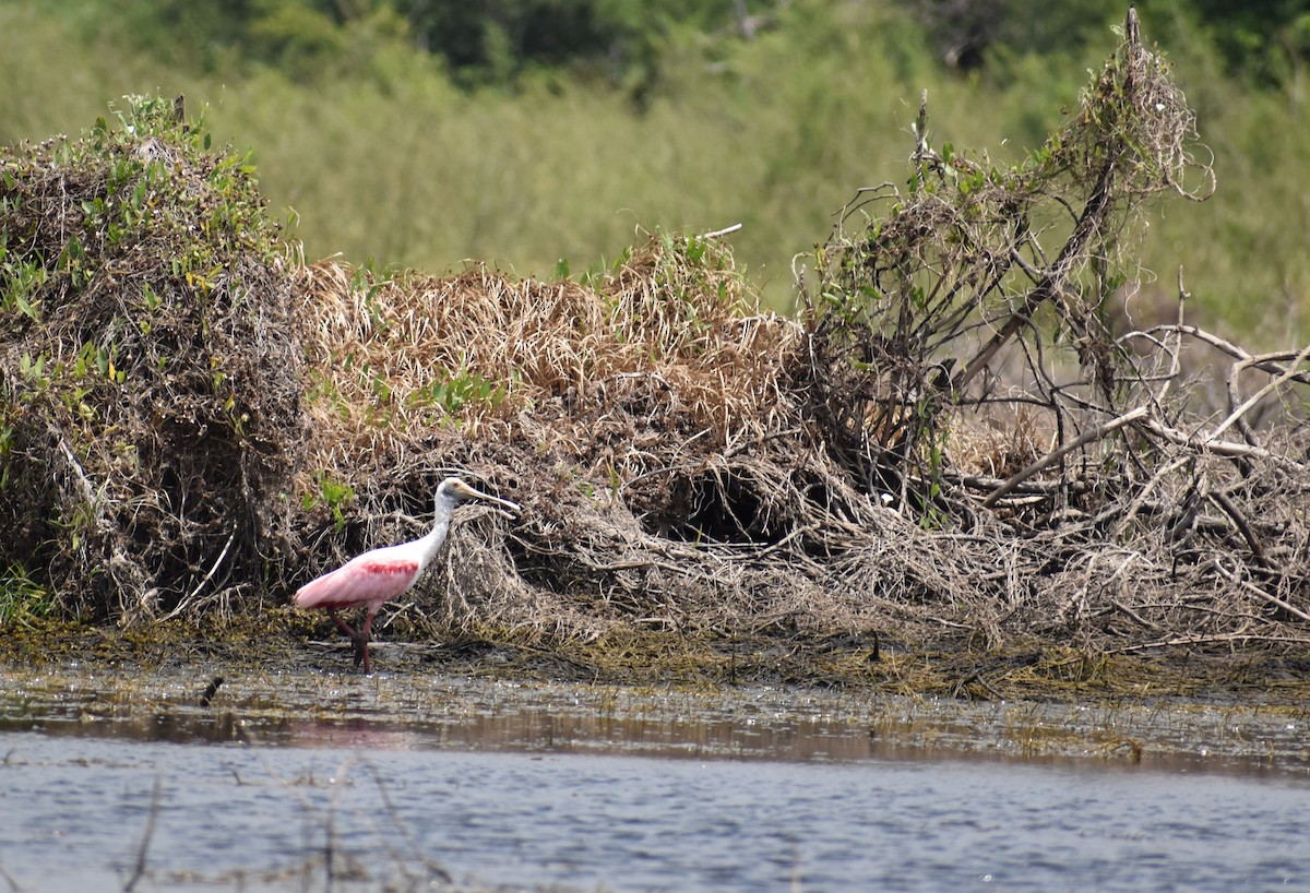 Roseate Spoonbill - ML616915607