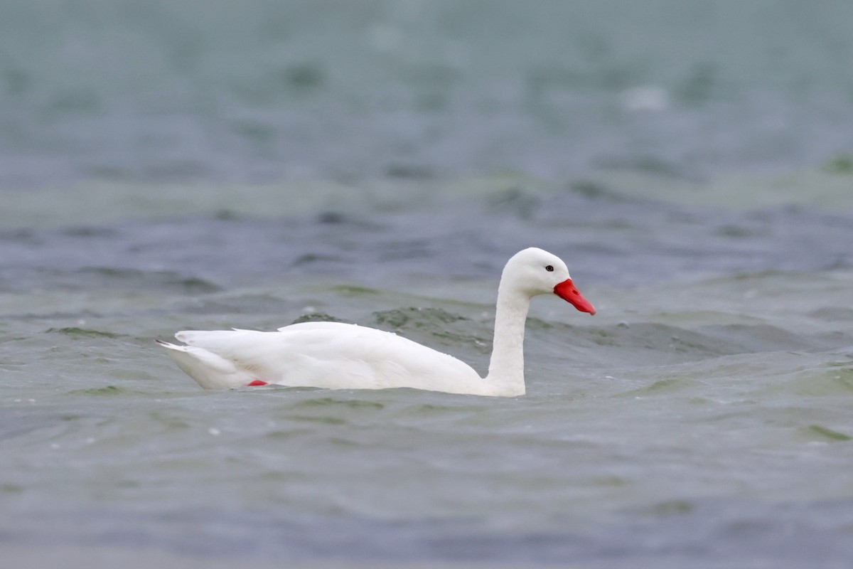 Coscoroba Swan - ML616915622