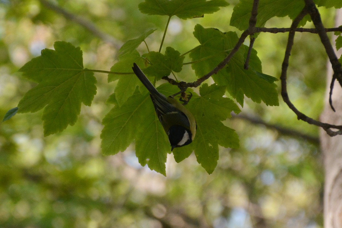 Great Tit - ML616915627