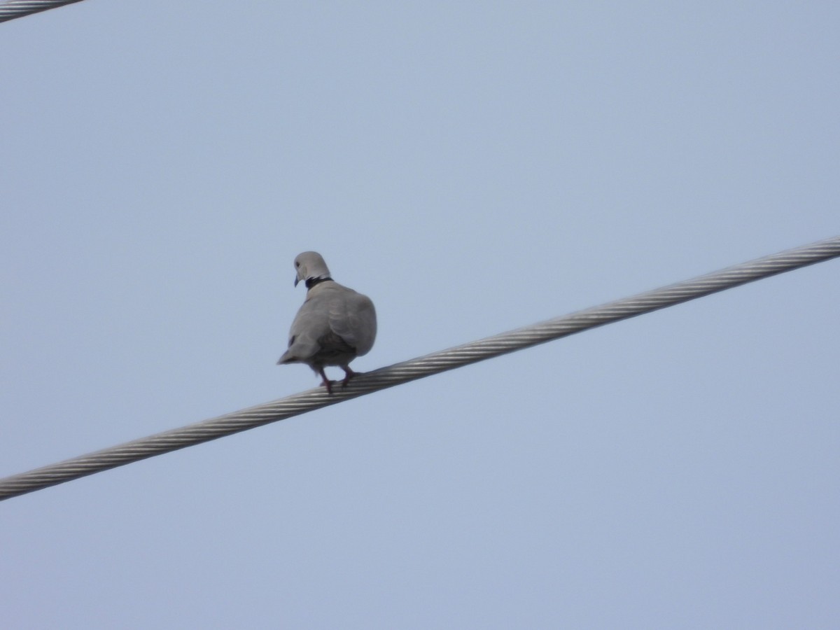 Eurasian Collared-Dove - ML616915628