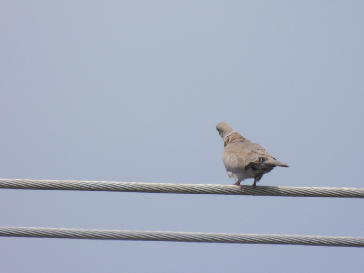 Eurasian Collared-Dove - ML616915630