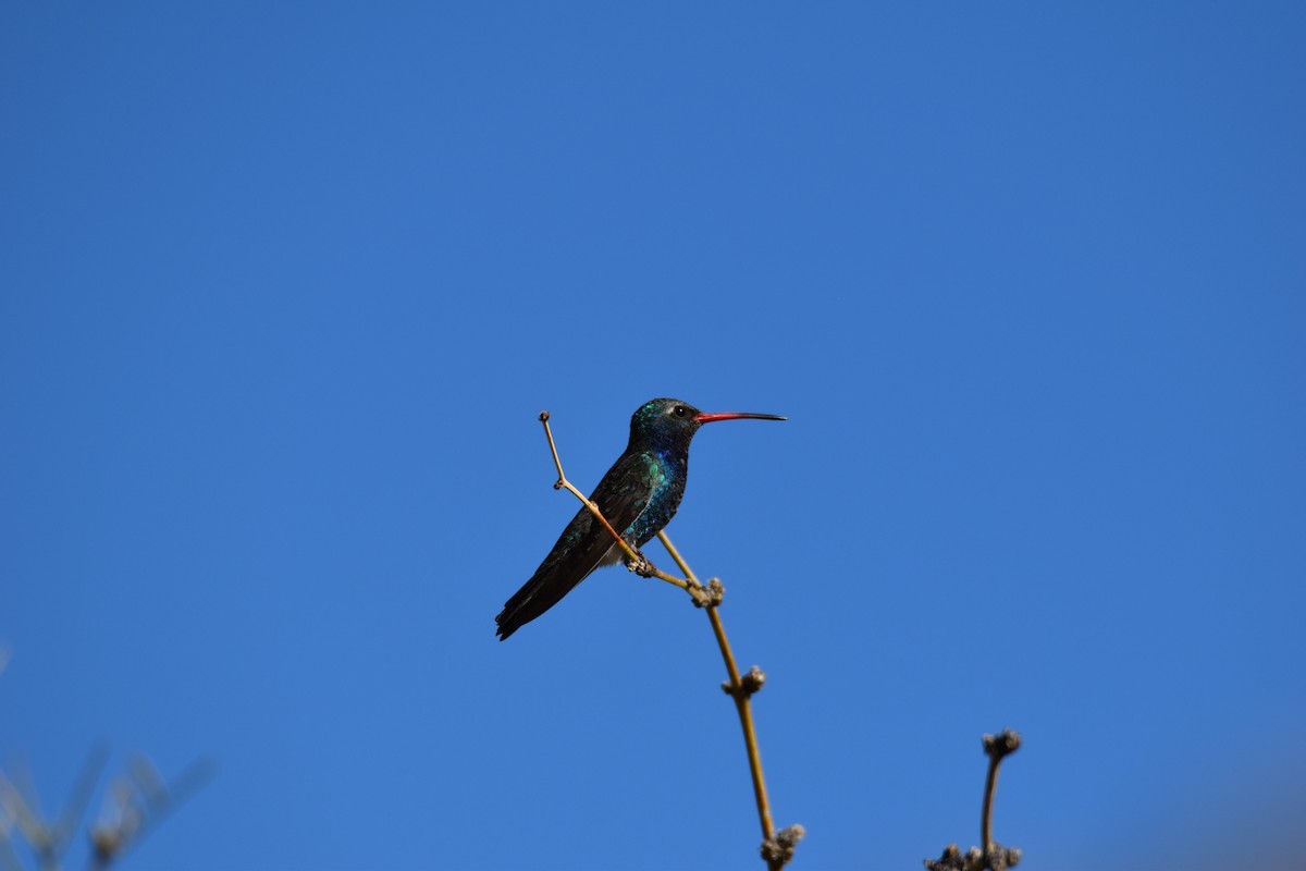 Colibrí Piquiancho Común - ML616915638