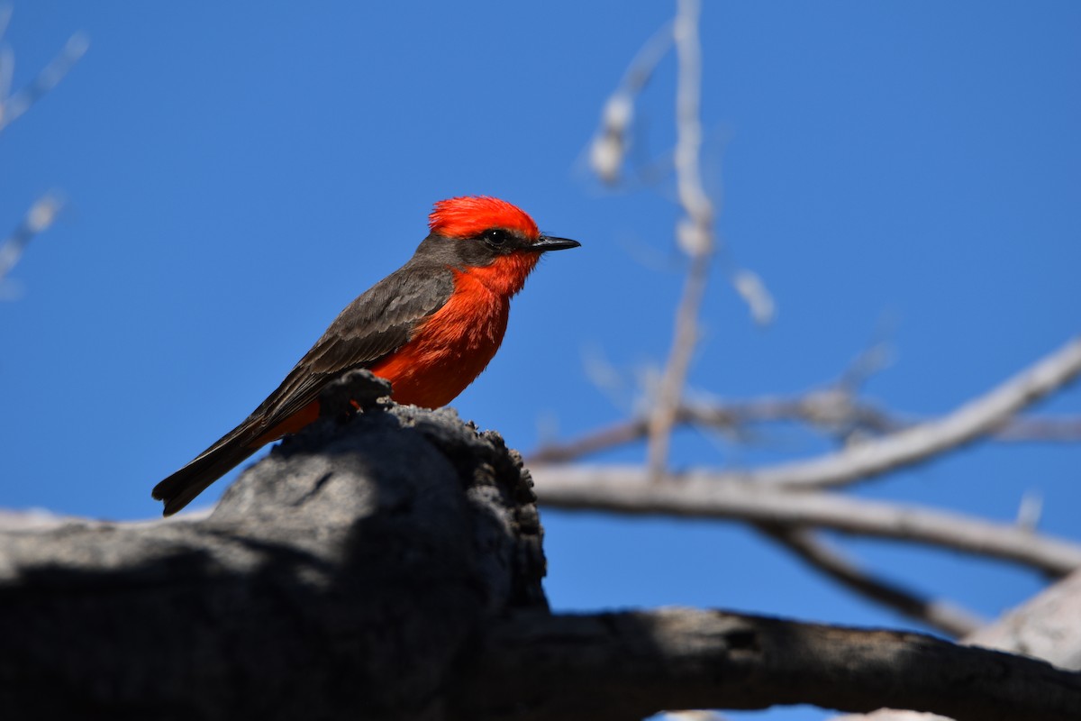 Vermilion Flycatcher - ML616915643