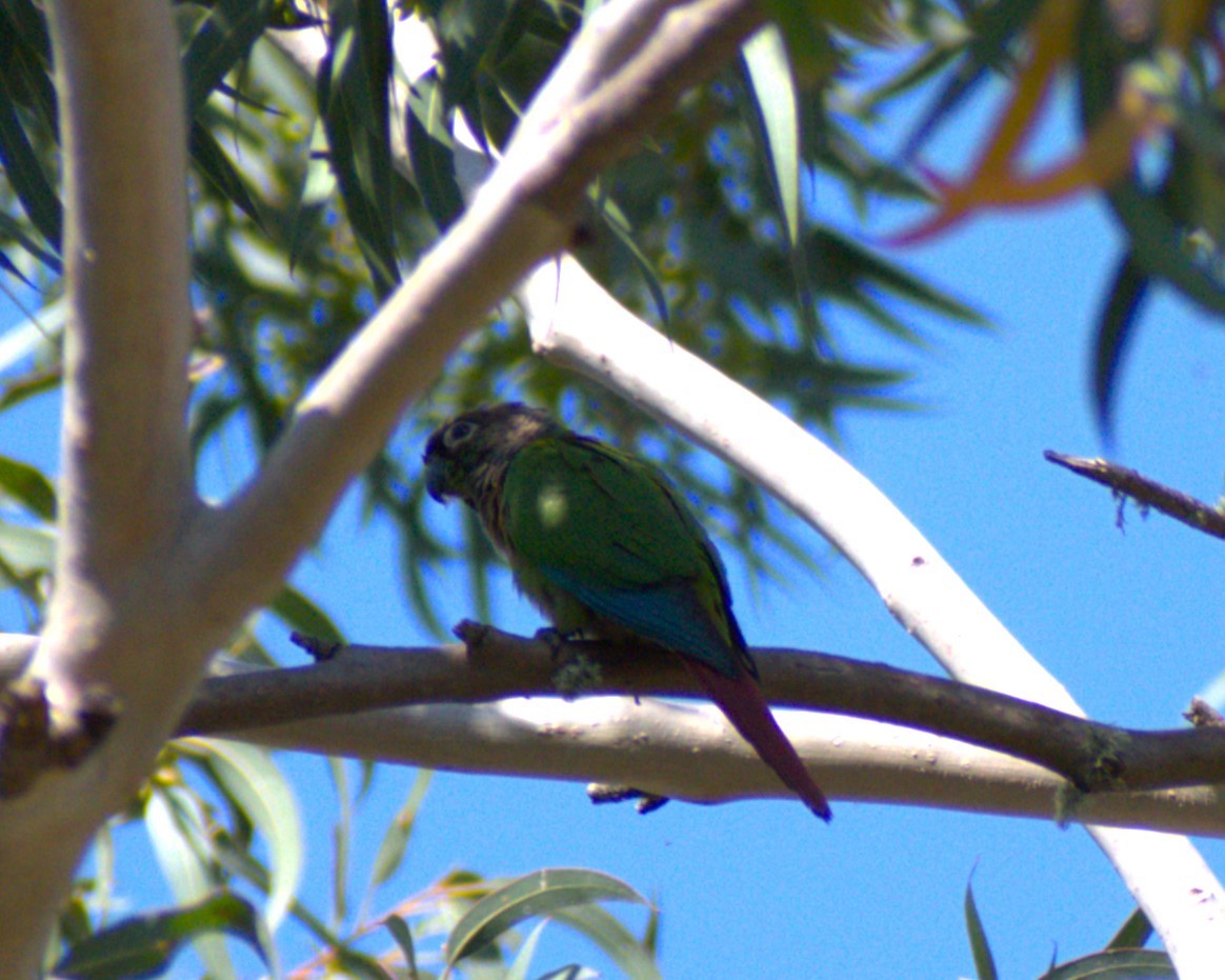 Green-cheeked Parakeet - María Laura Castro