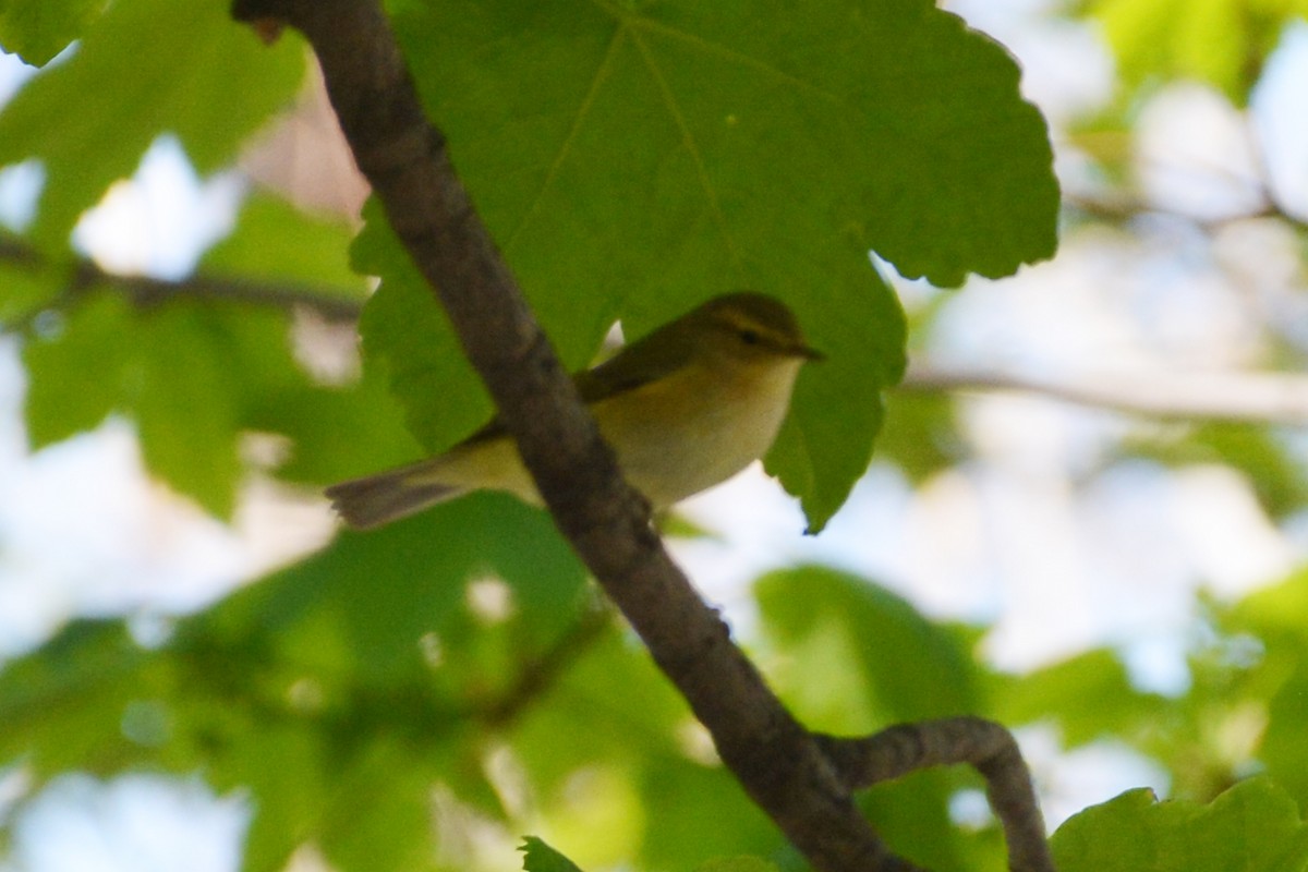 Common Chiffchaff - Mohammad Amin Ghaffari