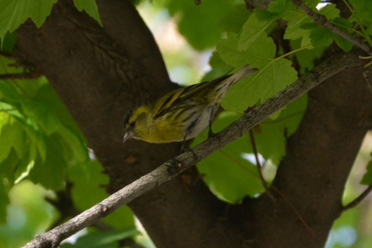 Eurasian Siskin - Mohammad Amin Ghaffari